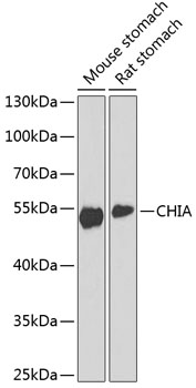 CHIA Rabbit polyclonal antibody