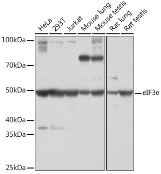 eIF3e Rabbit monoclonal antibody