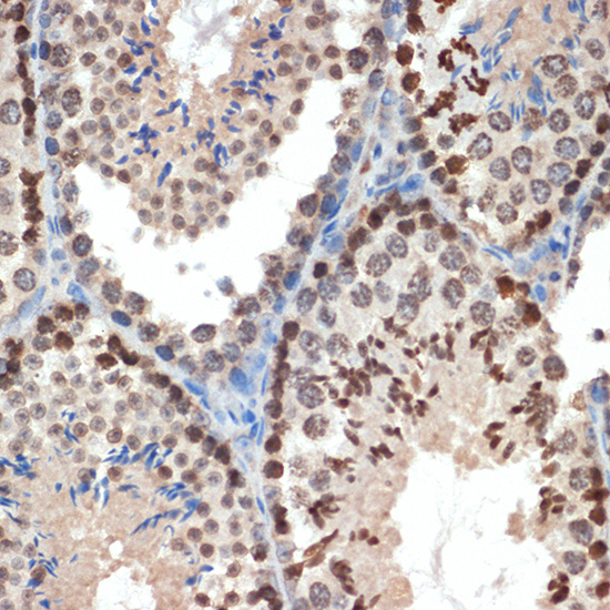 eIF3e Rabbit monoclonal antibody