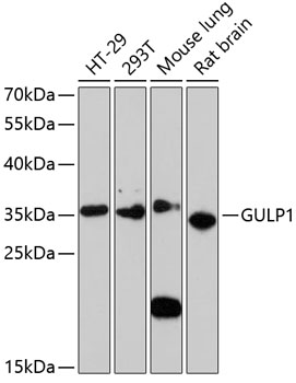 GULP1 Rabbit polyclonal antibody
