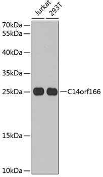 C14orf166 Rabbit polyclonal antibody