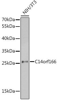 C14orf166 Rabbit polyclonal antibody
