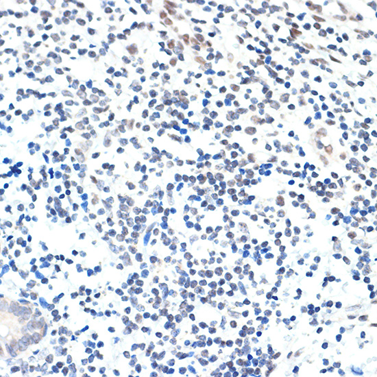 PAF1 Rabbit monoclonal antibody