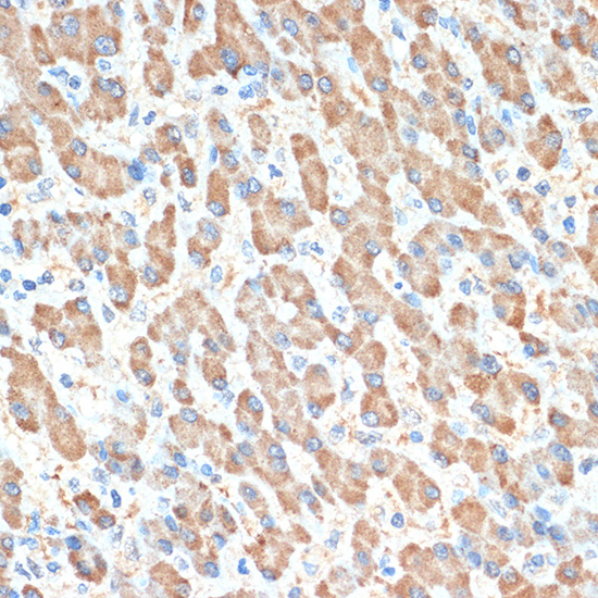 PON1 Rabbit monoclonal antibody