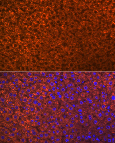 PON1 Rabbit monoclonal antibody