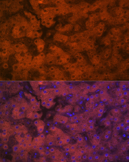 PON1 Rabbit monoclonal antibody
