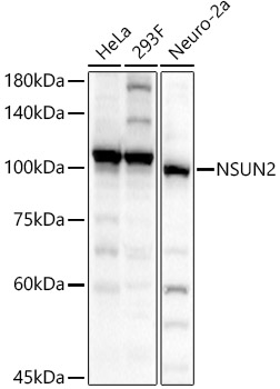 NSUN2 Rabbit polyclonal antibody