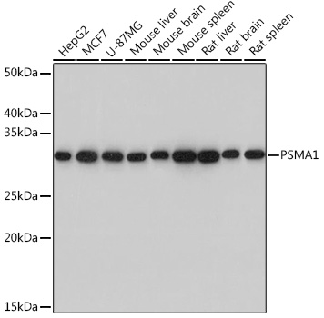 PSMA1 Rabbit monoclonal antibody