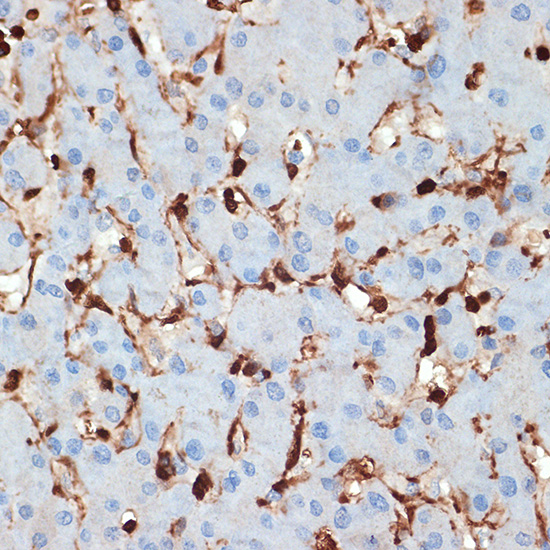 S100A6 Rabbit monoclonal antibody