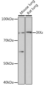 IKKE Epsilon Rabbit monoclonal antibody