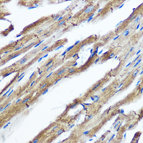 IKKE Epsilon Rabbit monoclonal antibody