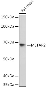 METAP2 Rabbit monoclonal antibody