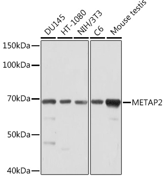 METAP2 Rabbit monoclonal antibody