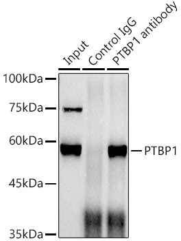 PTBP1 Rabbit monoclonal antibody