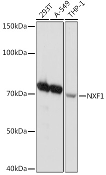 NXF1 Rabbit monoclonal antibody