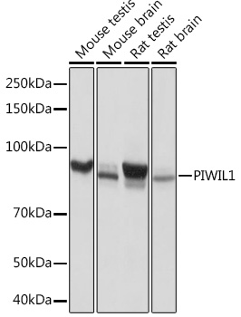 PIWIL1 Rabbit monoclonal antibody