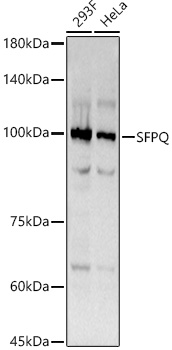 SFPQ Rabbit monoclonal antibody