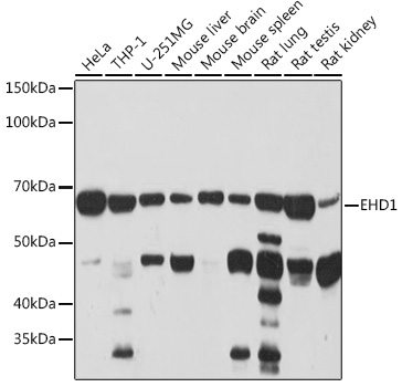EHD1 Rabbit monoclonal antibody