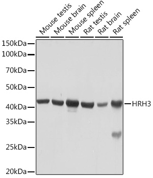 HRH3 Rabbit monoclonal antibody