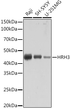 HRH3 Rabbit monoclonal antibody
