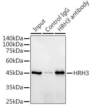 HRH3 Rabbit monoclonal antibody