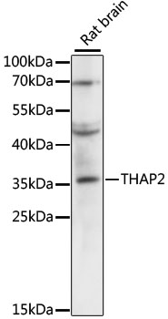 THAP2 Rabbit polyclonal antibody