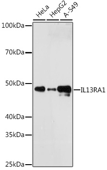 IL13RA1 Rabbit monoclonal antibody