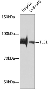 TLE1 Rabbit monoclonal antibody