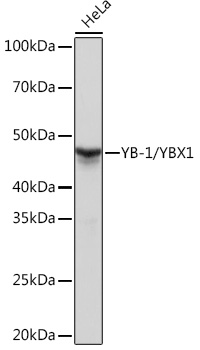 YB-1/YBX1 Rabbit monoclonal antibody