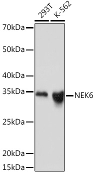 NEK6 Rabbit monoclonal antibody