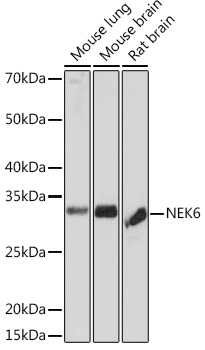 NEK6 Rabbit monoclonal antibody