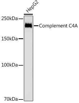 Complement C4A Rabbit monoclonal antibody