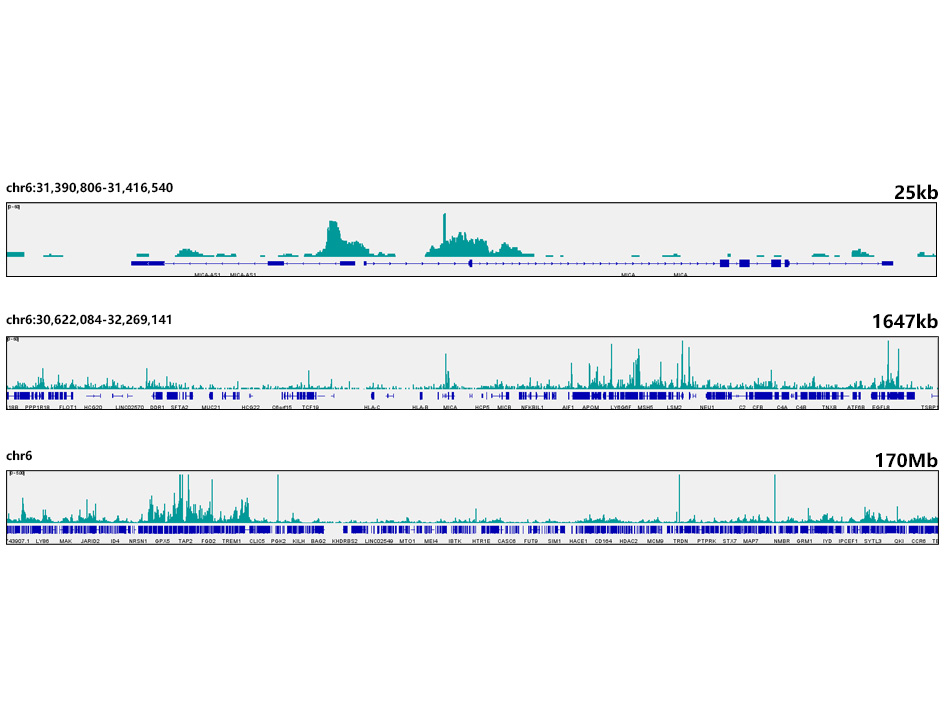 Ikaros Rabbit monoclonal antibody