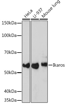 Ikaros Rabbit monoclonal antibody