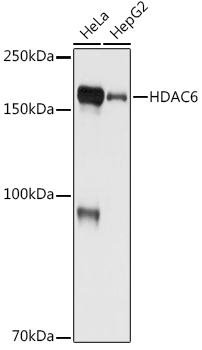 HDAC6 Rabbit monoclonal antibody