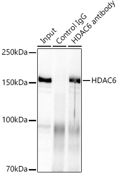 HDAC6 Rabbit monoclonal antibody