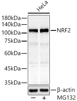 [KO Validated] NRF2 Rabbit monoclonal antibody