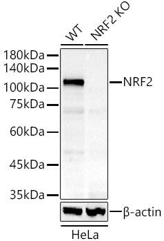 [KO Validated] NRF2 Rabbit monoclonal antibody