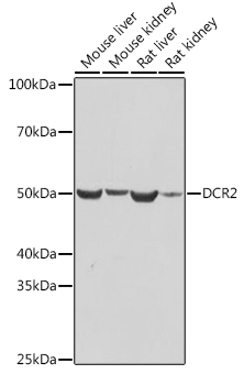 DCR2 Rabbit monoclonal antibody