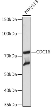 CDC16 Rabbit monoclonal antibody