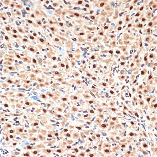 CDC16 Rabbit monoclonal antibody