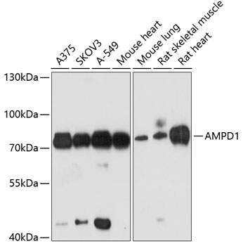 AMPD1 Rabbit polyclonal antibody