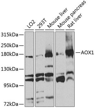 AOX1 Rabbit polyclonal antibody