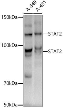 [KD Validated] STAT2 Rabbit monoclonal antibody