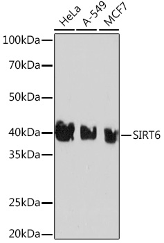 [KD Validated] SIRT6 Rabbit monoclonal antibody