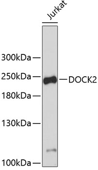 DOCK2 Rabbit polyclonal antibody