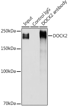 DOCK2 Rabbit polyclonal antibody