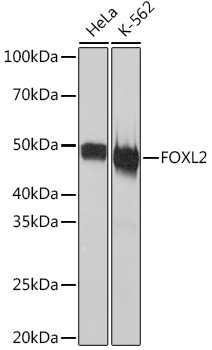 FOXL2 Rabbit monoclonal antibody