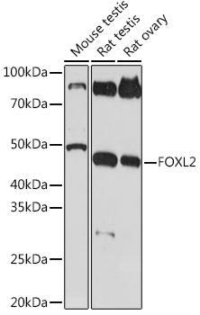 FOXL2 Rabbit monoclonal antibody