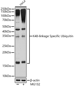 K48-linkage Specific Ubiquitin Rabbit monoclonal antibody